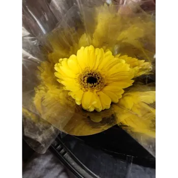 Yellow Cut Flowers